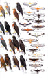 Collins Field Guide: Birds of North America - Arlott,N. 2016